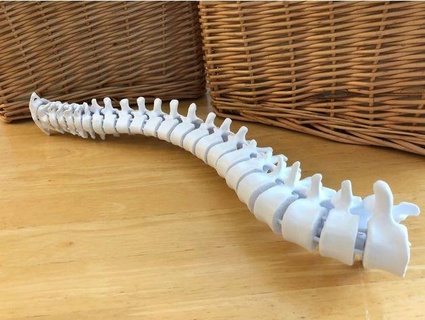flessibile three quarter colonna vertebrale modello Schermo In piedi davemakesstuff 3d print model - Mito3D