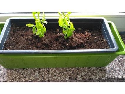 Bewässerung Pflanzer Box dietermorinem 3d print model - Mito3D
