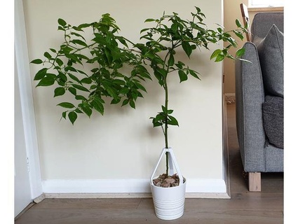 self watering trousse trépied Ikea Noix muscade 12 cm plante pot conçuparsheltie 3d print model - Mito3D