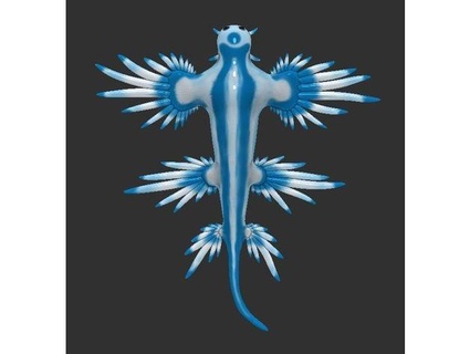 bleu dragon grise atlanticus spacelord87 3d print model - Mito3D