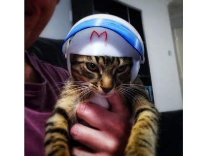 Rapidez corredor gato capacete beijo shanegoodwin501 3d print model - Mito3D