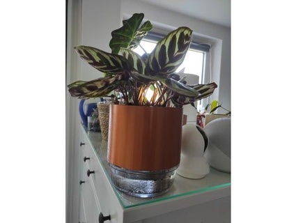 selfwatering planter ikea365 glass bowl dennispelle 3d print model - Mito3D
