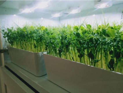 microgreens tray kit ikea kuggis verde disidente hidroponia 3d print model - Mito3D