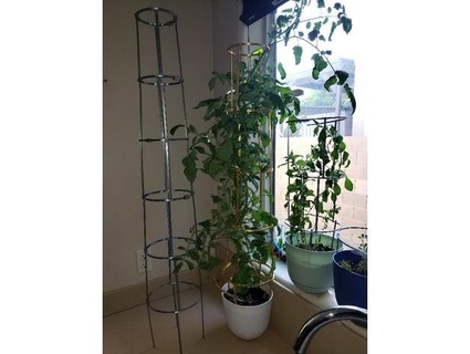 tomato cage sahuargrapes 3d print model - Mito3D