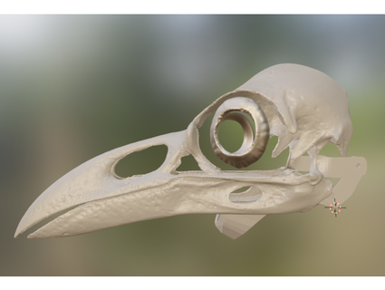 Raven crânio mascarar dragonartist15 3d print model - Mito3D