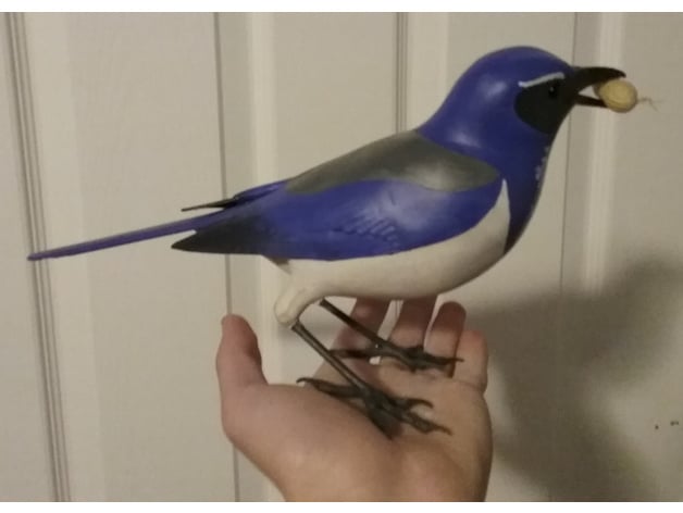 scrub jay mjprice 3D print model - Mito3D