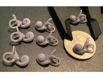 life size cochlea curiouscochlea 3d print model - Mito3D