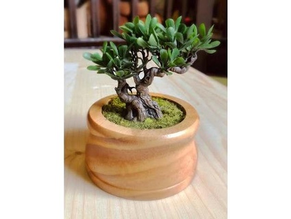 miniatura bonsai árvore fritar 3d print model - Mito3D