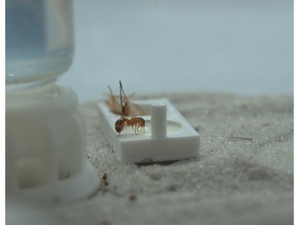 sencillo hormiga alimentación plato esteticistas 3d print model - Mito3D