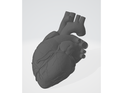 anatomical human heart - easy print supports jay khemchandani 3d print model - Mito3D