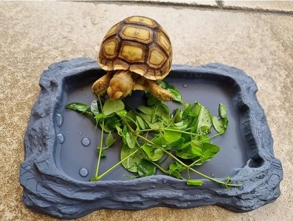 reptile tortoise dish tom c 3d print model - Mito3D