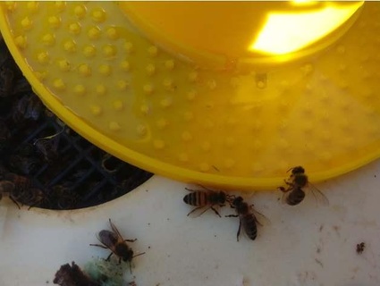 içen arılar ağırlık dla bal arısı kilip futera 3d print model - Mito3D