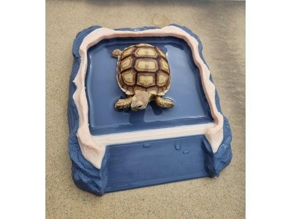 reptile tortoise soaking dish tom c  3d print model - Mito3D