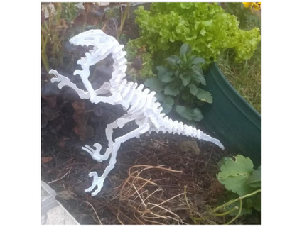 scheletro dinosauro teste dannyhawh 3d print model - Mito3D