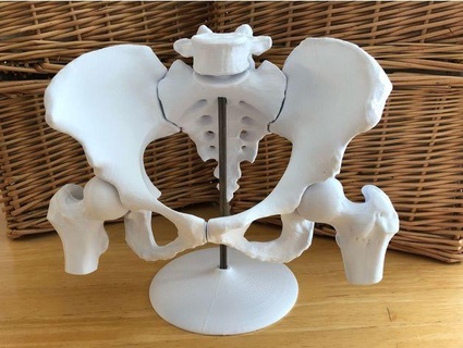 6-piece magnetic female pelvis model davemakesstuff 3d print model - Mito3D