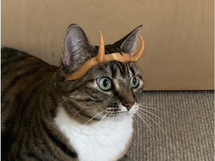 loki sylvie crown cat variant regular human 3d print model - Mito3D