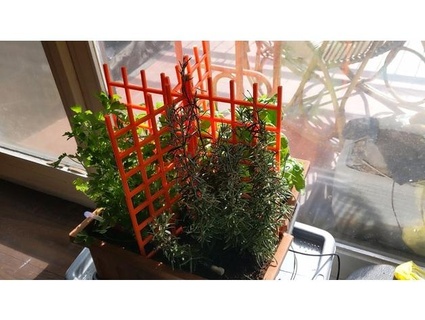 plants grid grate ilpulla 3d print model - Mito3D