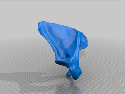 human scapula vesalius 3da 3d print model - Mito3D