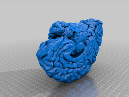 nöroanatomi beyin korteks stephforkel 3d print model - Mito3D