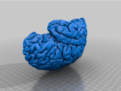 neuroanatomy brain cortex stephforkel 3d print model - Mito3D