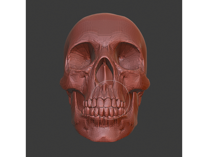 crânio preenchidas Alina calota 3d print model - Mito3D