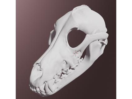 grigio lupo cranio maschera dragonartist15 3d print model - Mito3D
