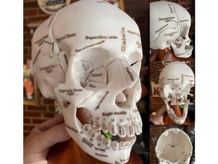 annotated anatomical human skull 18 pieces magnetically assembled elviolette 3d print model - Mito3D