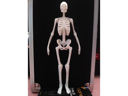 estático humano esqueleto fixo rikkicidezams115 3d print model - Mito3D