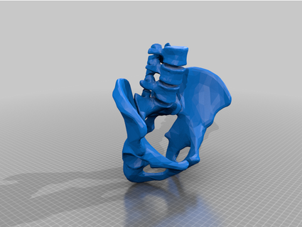 umano scheletro bacino v05 verdura 3d print model - Mito3D