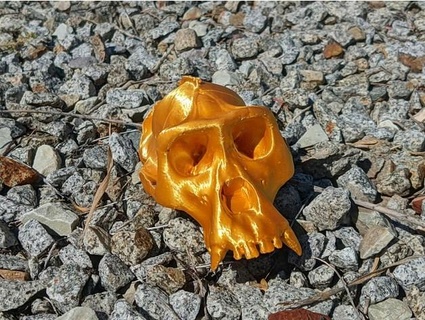 gorilla skull fdm printing luodanli 3d print model - Mito3D