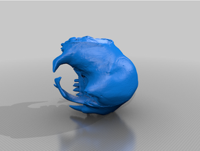 sloth skull animals anatomy segmentation 3d print model - Mito3D