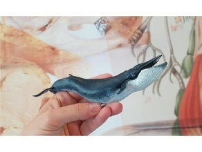 balaenoptera physalis - common rorqual animals fin whale vinvis 3d print model - Mito3D