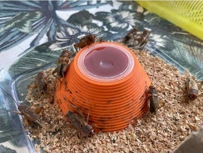 bug cibo titolare supporto animali domestici cricket funzionale rettile 3d print model - Mito3D
