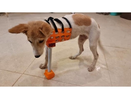 custom dog 3d full limb prosthetic nub merg1234 3d print model - Mito3D