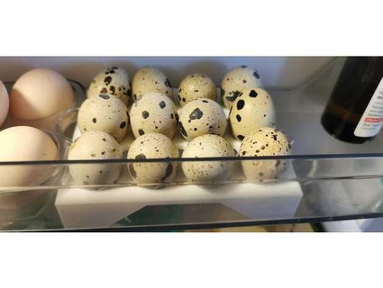 quail eggs fridge insert tonisgd 3d print model - Mito3D