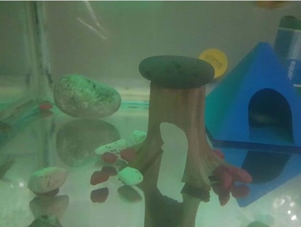 madeira toco túnel aquário mekozeko 3d print model - Mito3D