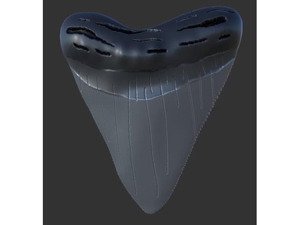 megalodon Köpekbalığı diş kopya kolye Allah 3d print model - Mito3D