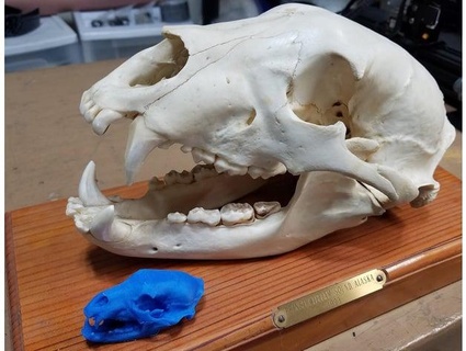 noir ours crâne copain 1999 3d print model - Mito3D