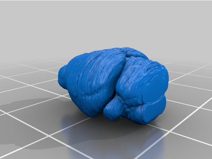 ratón cerebro neurocharla 3d print model - Mito3D