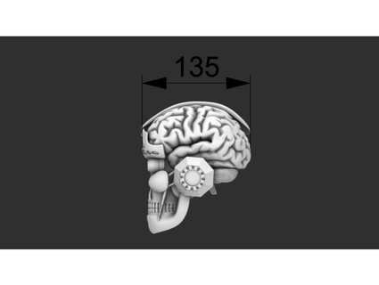 cerebro mental rubí 3d print model - Mito3D