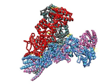 nmda receptor fita estrutura PDB 6wht Munfred 3d print model - Mito3D