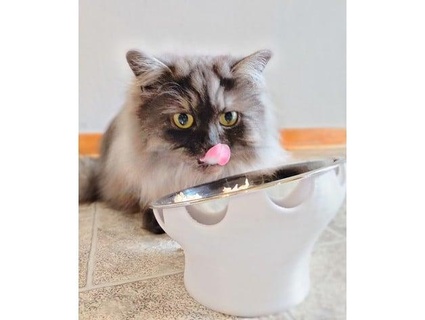 cats bowl holder 15deg cat feeder stand peed6687 3d print model - Mito3D