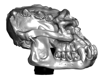 troll skull topper 7 cane walking hiking sticks toakamate 3d print model - Mito3D