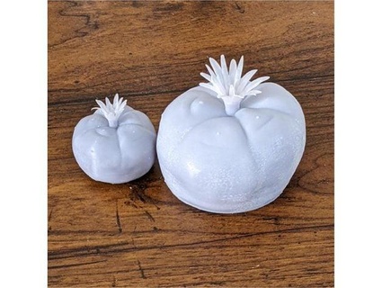 Lophophora williamsii Kaktus Peyote trevorsm 3d print model - Mito3D