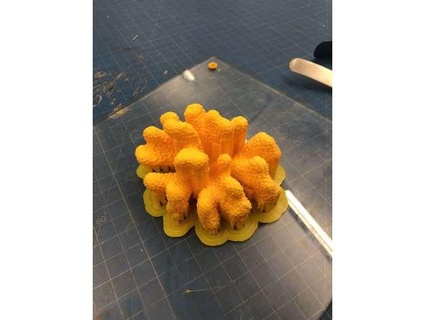 coral esqueleto pocillopora meandro mulher água 3d print model - Mito3D