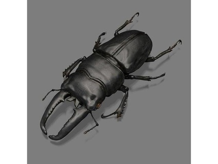 wide stag beetle pcn3dprinting 3d print model - Mito3D