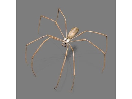 coriander ghost spider pcn3dprinting 3d print model - Mito3D