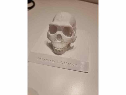 homo naledi cranio fallimento figura djepoxy 3d print model - Mito3D