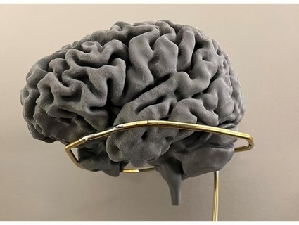 anatomically correct human brain hi-res neilbansal 3d print model - Mito3D