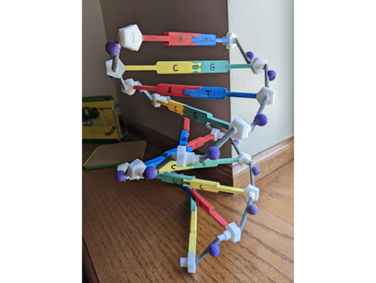DNA Modell erweiterbar jillib199 3d print model - Mito3D